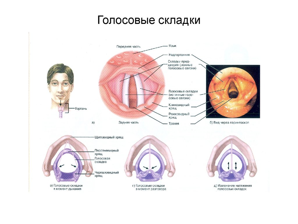 Голосовые связки человека при разговоре. Строение истинных голосовых связок. Послойное строение голосовой складки. Голосовые связки анатомия строение. Вестибулярные и голосовые складки.