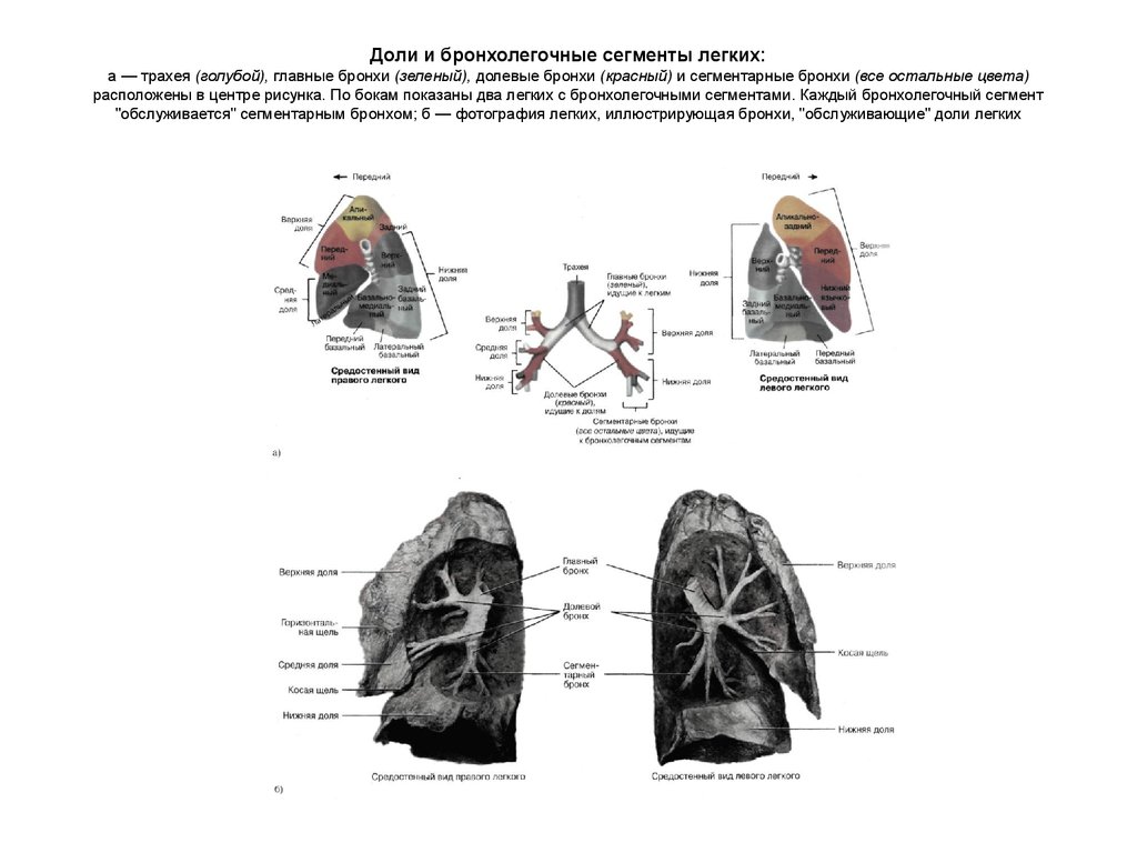 Бронхолегочные сегменты схема