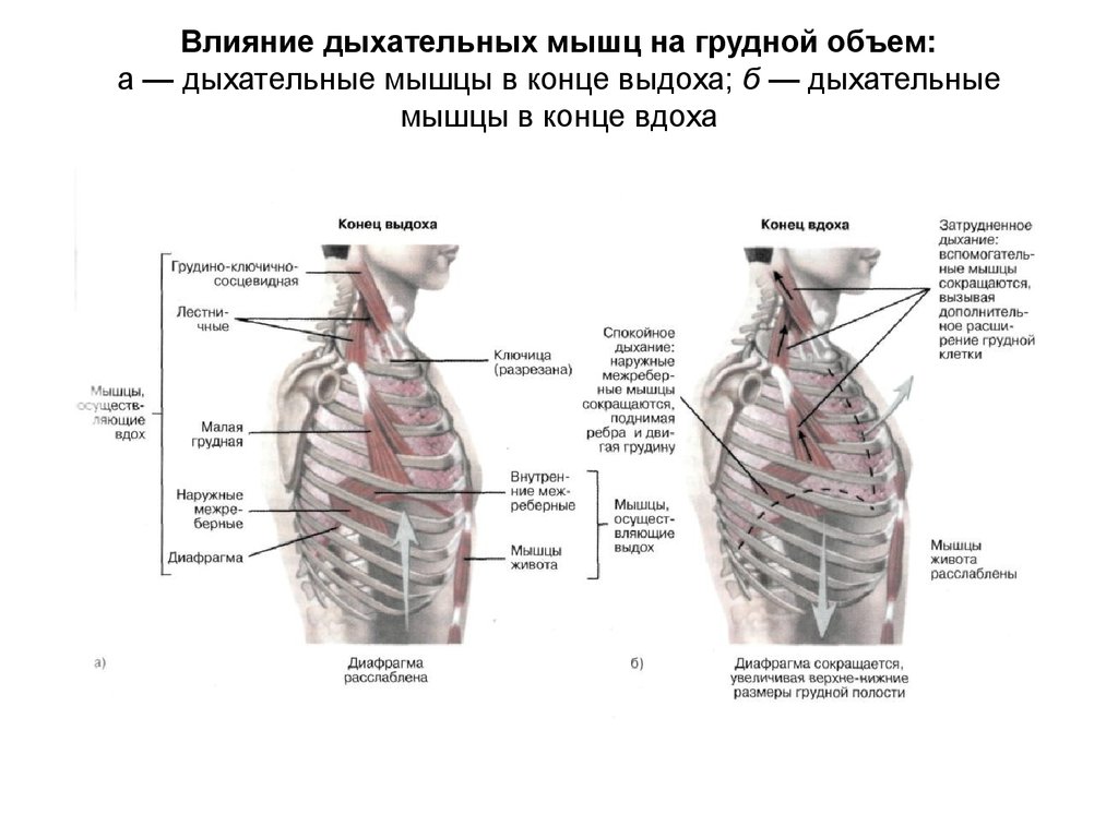 Мышцы дыхания выдох. Дыхательные мышцы участвующие в акте вдоха. Дыхательные мышцы грудной клетки. Мышцы вдоха и выдоха таблица основные и вспомогательные. Мышцы вдоха и выдоха основные и вспомогательные.