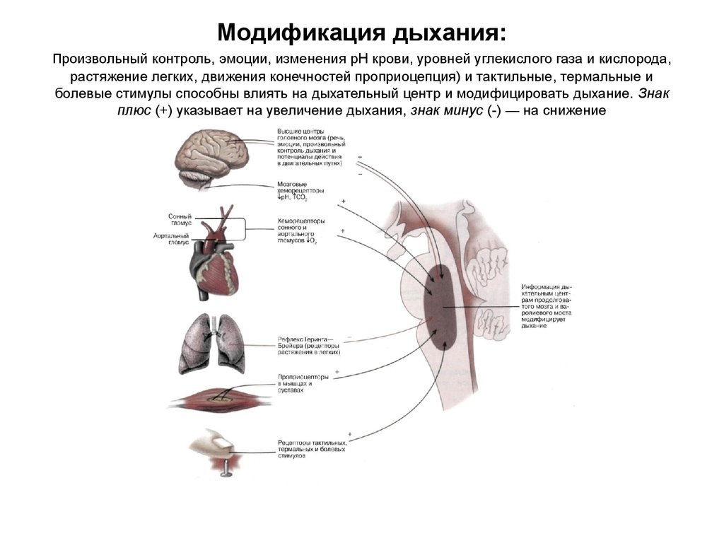 Факторы негативно влияющие на органы дыхания. Произвольный контроль дыхания. Методы контроля дыхания. Контролируемое дыхание. Проприоцептивный контроль ды.