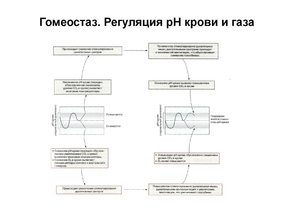 Поддержание гомеостаза кровью. Механизмы обеспечивающие гомеостаз крови. Регуляция гомеостаза. Механизм саморегуляции гомеостаза. Регуляция гомеостаза схема.