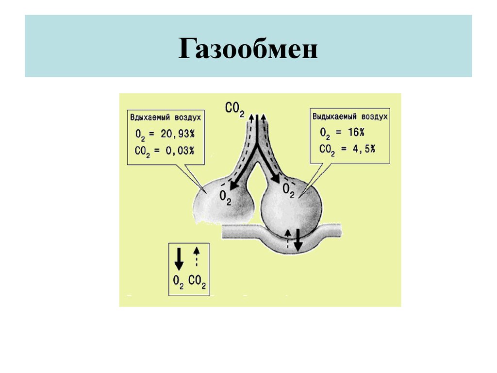 Характеристика газообмена