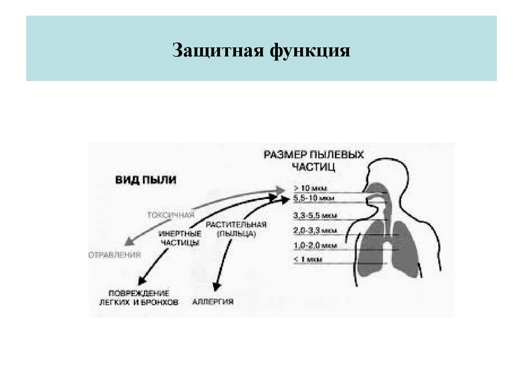 3 функции дыхания. Защитные системы дыхательной системы. Защитные функции органов дыхания. Защитная функция дыхания. Дыхательные защитные функции.