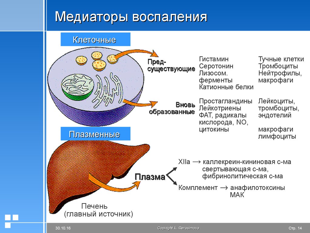 Воспаление презентация по патофизиологии