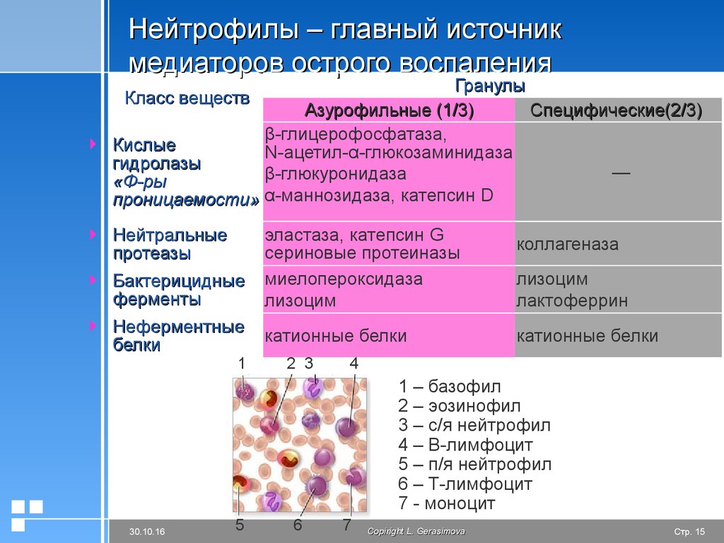 Презентация воспаления патология