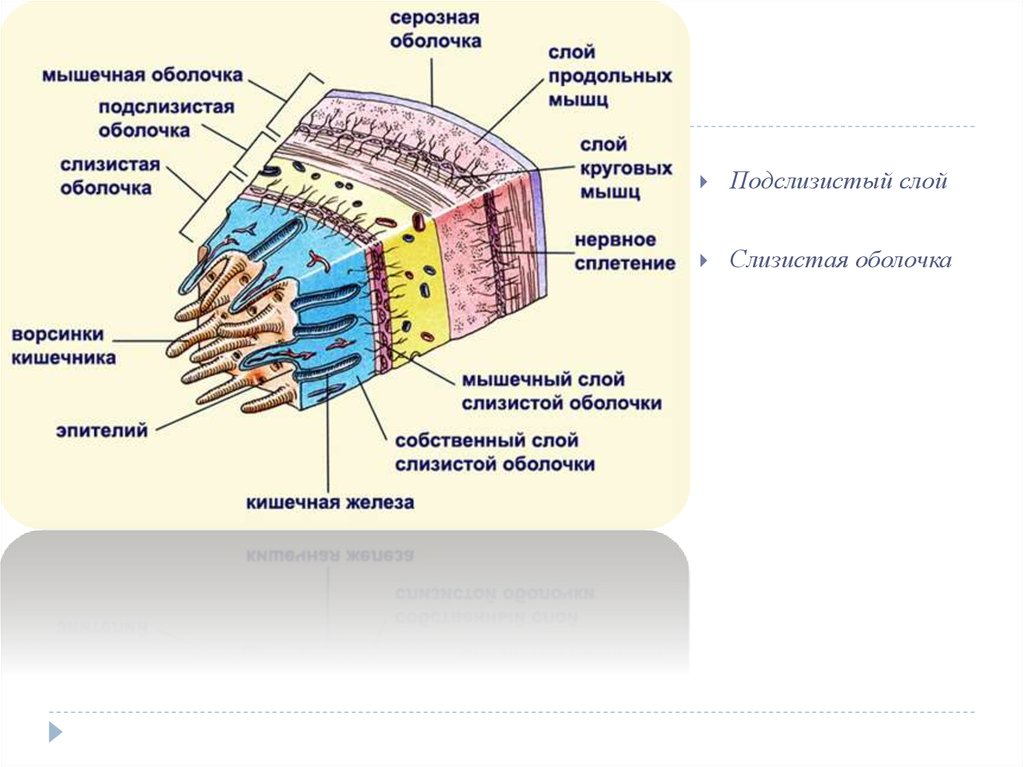 Слизистый слой. Чего нет ц подслизистого слоя.