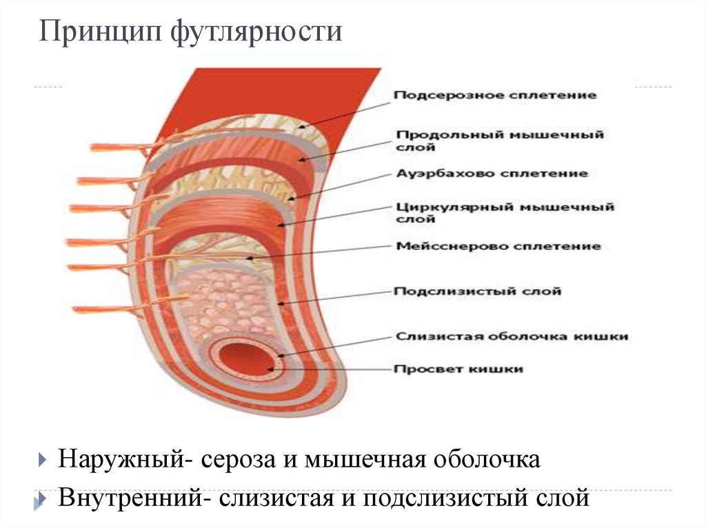 Стенки каких отделов толще. Принцип футлярности. Футлярность онкология. Принцип зональности и футлярности в онкологии. Циркулярный мышечный слой.