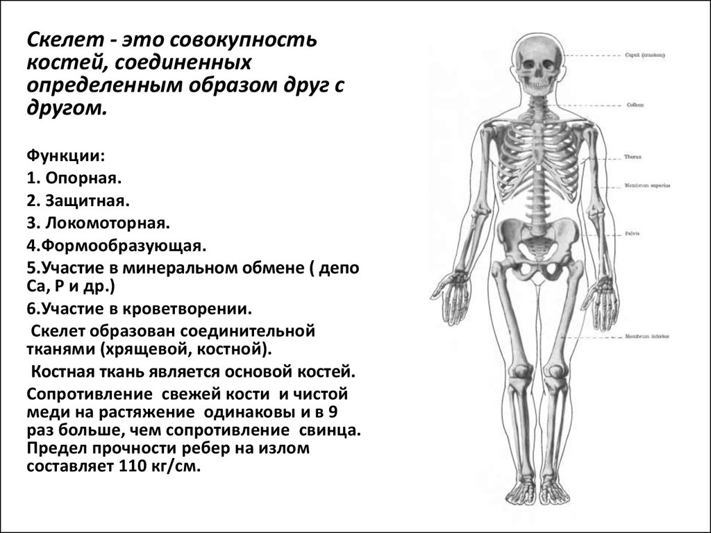 К внутреннему скелету относятся. Кости скелета и их функции опорная и защитная. Общая характеристика скелета. Общая Остеология. Общая характеристика скелета человека.