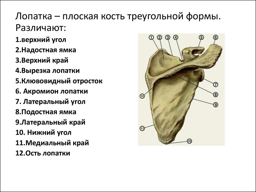 Лопатка человека анатомия. Лопатка строение кости анатомия. Строение лопатки спереди. Строение лопатки вид спереди. Строение лопатки вид спереди на латинском и русском.