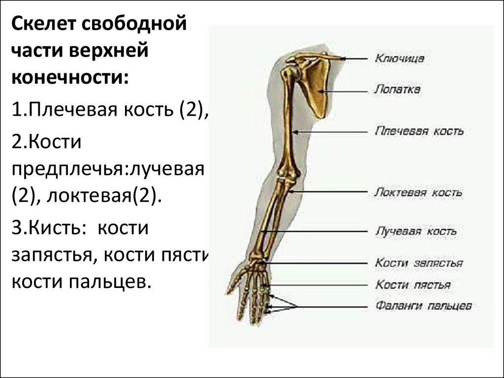 Предплечье на скелете. Скелет свободной верхней конечности анатомия. Плечевая кость строение на скелете. Строение скелета предплечье плечо. Плечо предплечье кисть анатомия латынь.