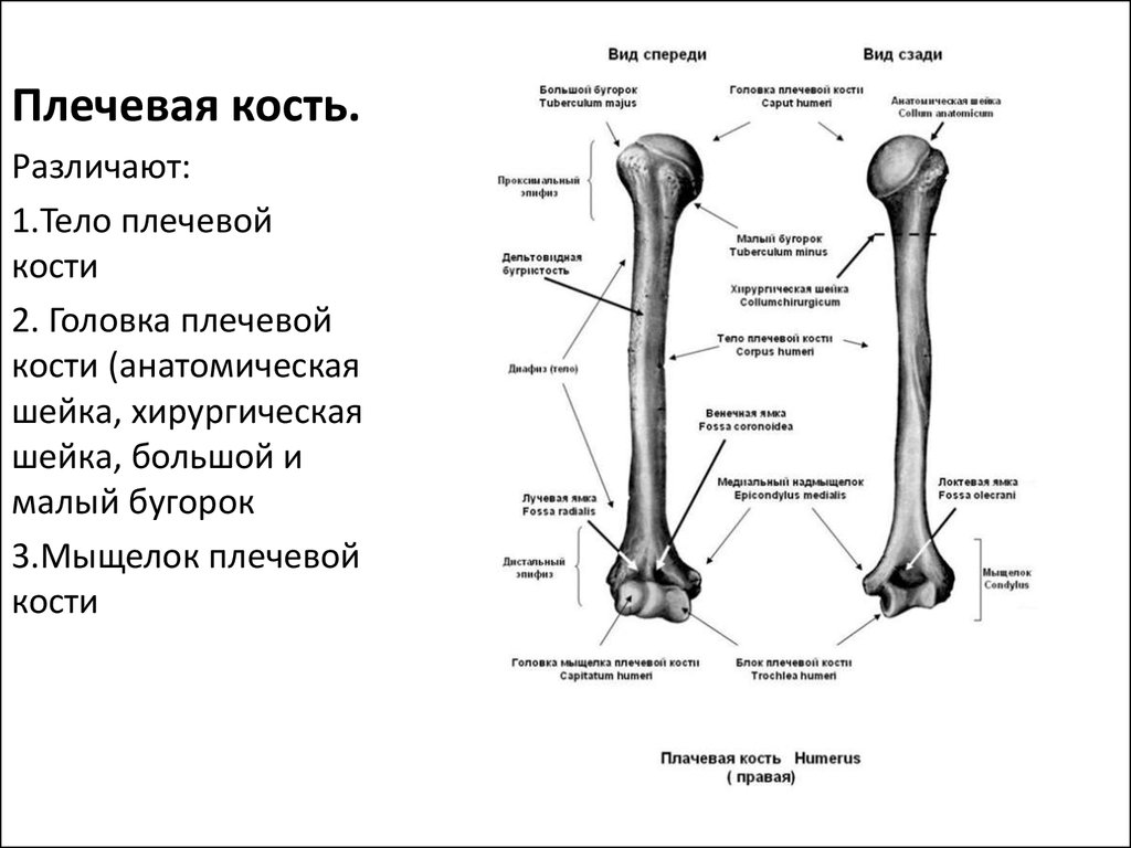 Плечевая кость латынь. Плечевая кость правая вид спереди. Мыщелки плечевой кости анатомия. Анатомия плечевой кости Синельников. Хирургическая шейка бедренной кости.