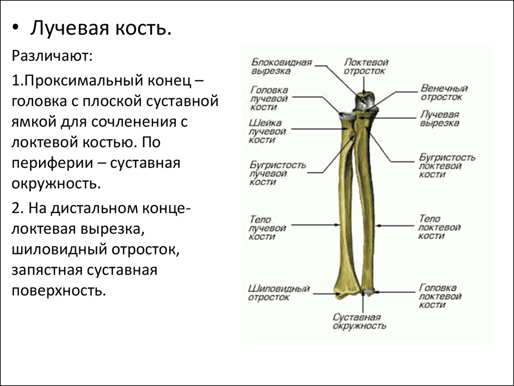 Лучевая кость на латыни