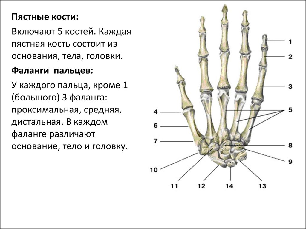 Фаланги пальца тип соединения. Строение пястной кости кисти. Пястная кость кисти строение. Строение пястных костей кисти. Анатомия дистальной фаланги стопы.
