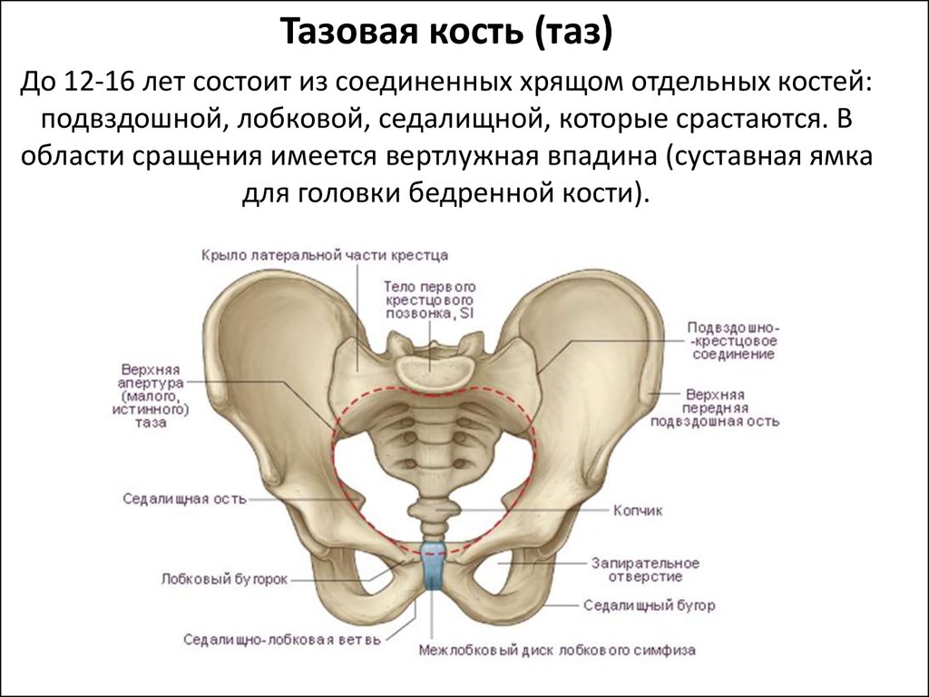 Лобковая область мужчины. Строение лонной кости таза. Тазовая кость состоит анатомия. Седалищная кость скелет. Седалищная кость кость анатомия.