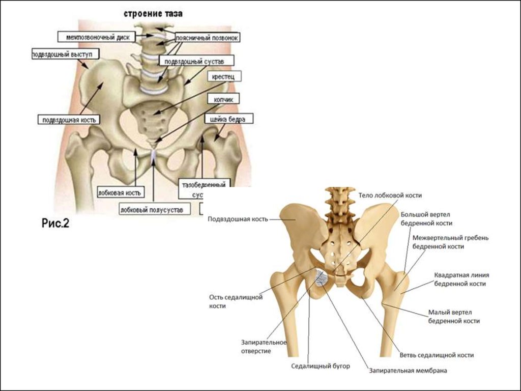 Подвздошная кость отдел. Строение костей тазобедренного сустава. Тазобедренный сустав анатомия строение.