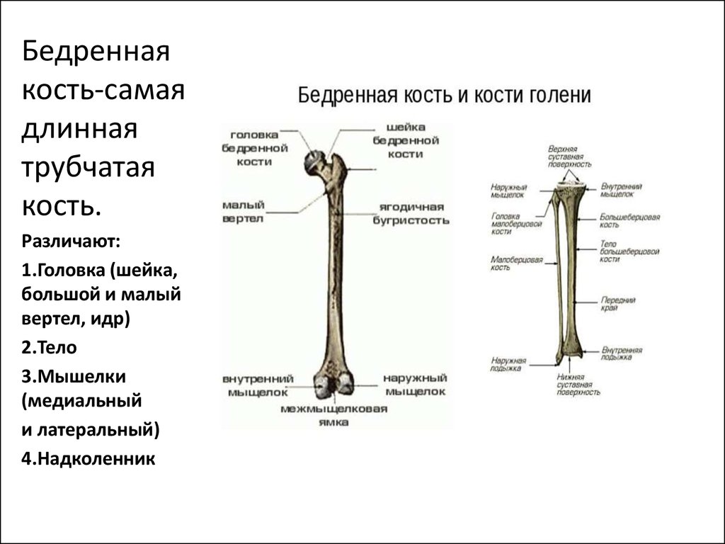 Большой вертел. Бедренная кость большой и малый вертел. Большой и малый вертел бедренной кости. Внутреннее строение бедренной кости. Остеология бедренная кость.