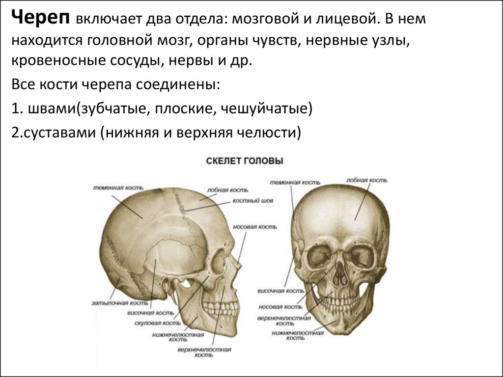 Головной мозг кости