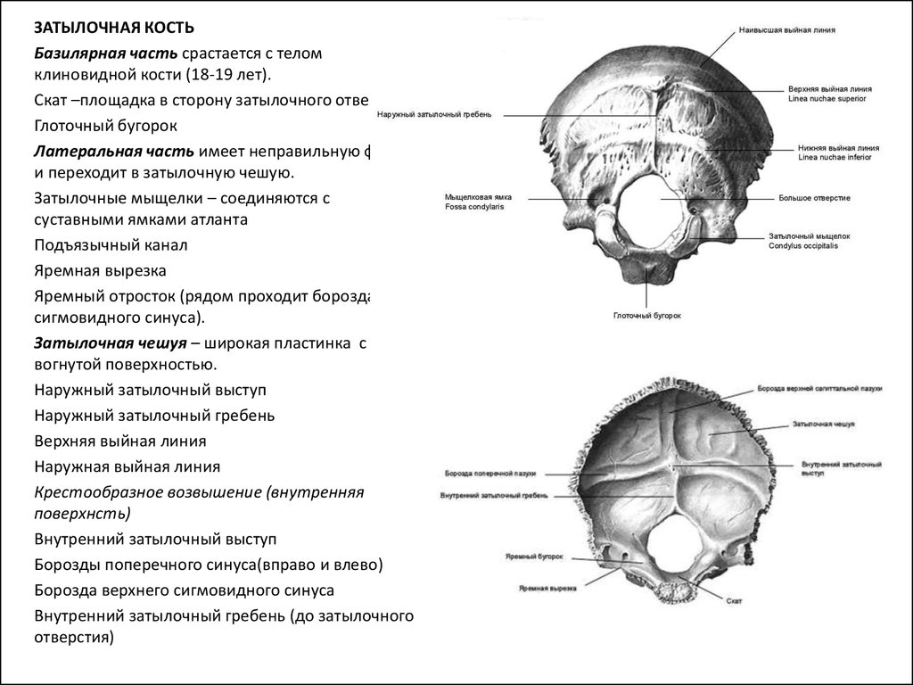 Мыщелок черепа. Анатомические образования на затылочной кости. Затылочная кость черепа анатомия латеральная часть. Сосцевидный край затылочной кости. Глоточный бугорок затылочной кости.