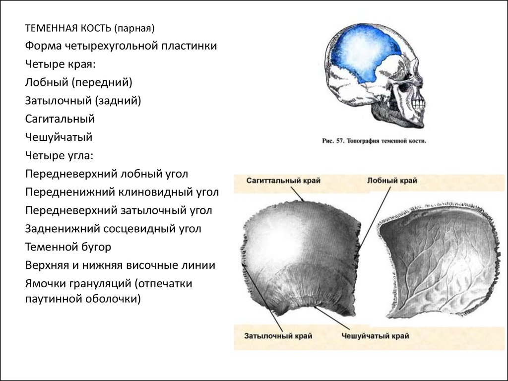 Соединение лобной и теменной кости. Теменная кость черепа у ребенка. Теменная кость черепа анатомия. Верхняя височная линия теменной кости расположена. Теменные кости черепа анатомия.