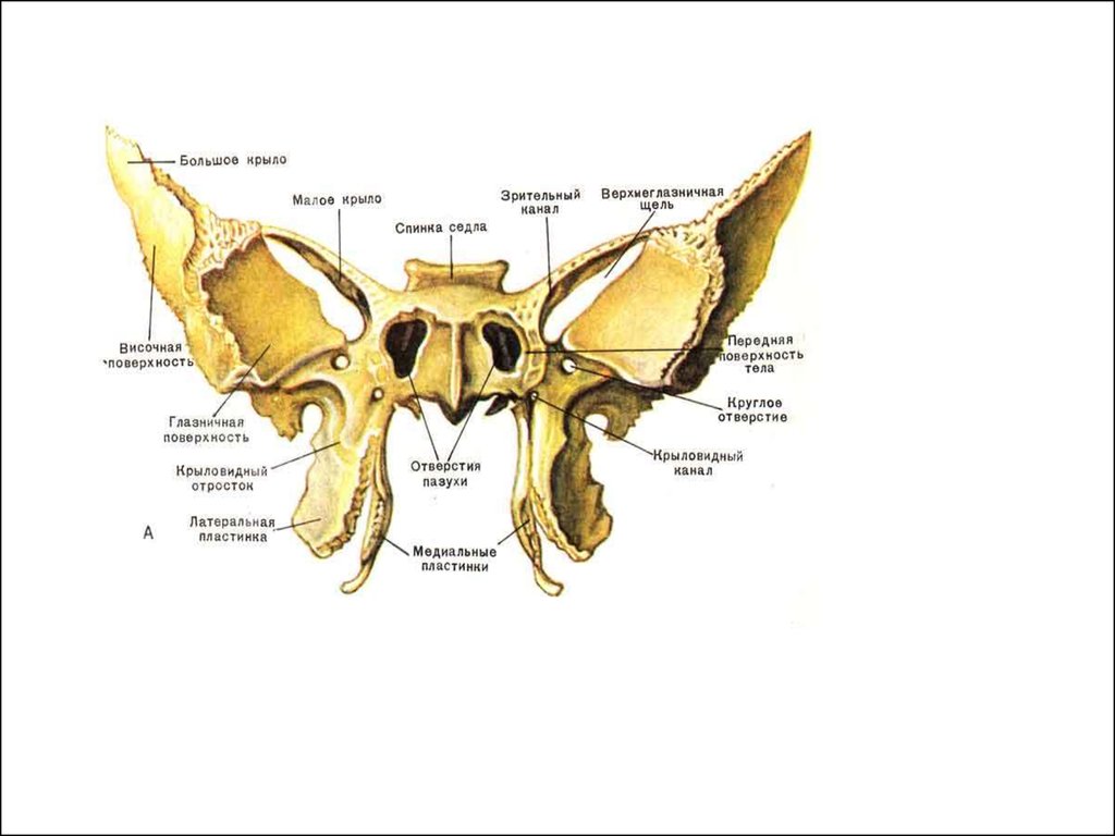 Подвисочный гребень клиновидной кости. Клиновидная кость верхняя глазничная щель. Клиновидная и решетчатая кость. Клиновидная кость и решетчатая кость. Остеология клиновидная кость.
