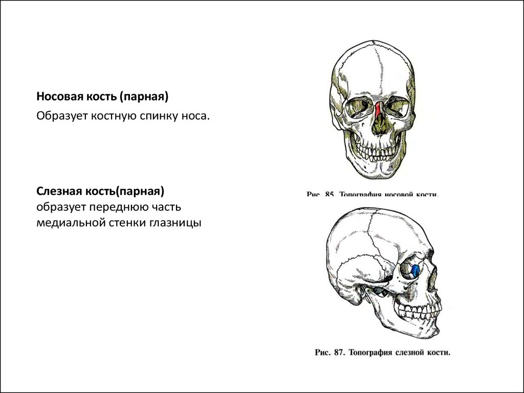 Парная кость. Остеология носовая кость. Носовая кость слезная кость. Носовая кость образует.