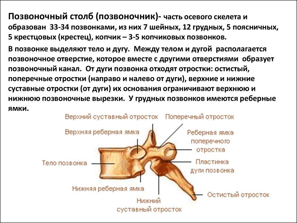 Отростки шейного отдела позвоночника. Суставные отростки шейных позвонков. Реберные ямки тел позвонков. Остистые отростки позвонков. Суставной отросток поясничного позвонка.