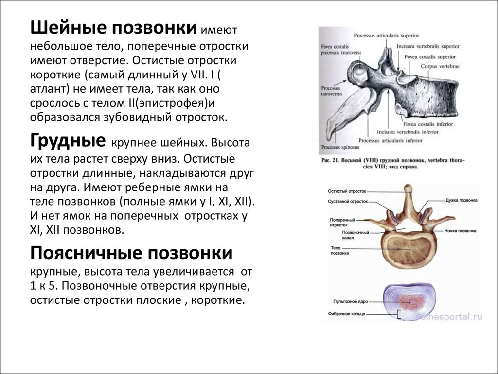 Поперечный отросток позвонка. Отверстие в поперечных отростках характерно для позвонков:. Поперечный отросток позвонка шейного отдела. Позвонок имеет отростков. Отростки шейных позвонков.