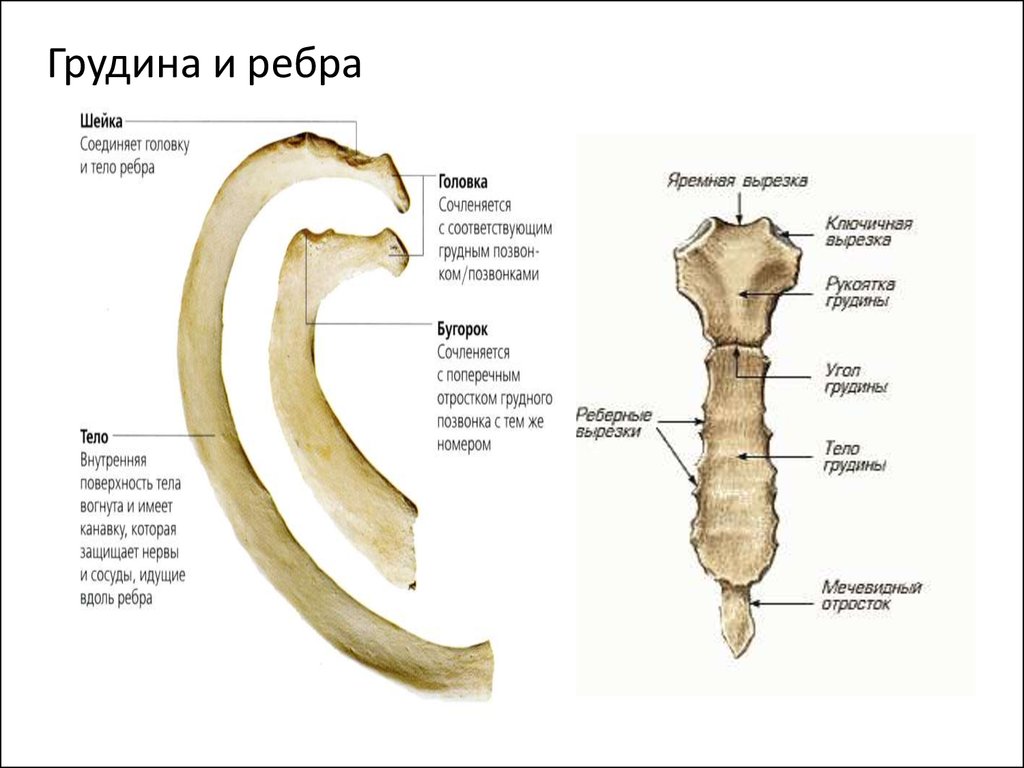 Детали строения. Остеология ребра и Грудина. Грудина и рёбра анатомия строение. Строение грудины. Строение ребра.. Строение ребер и грудины анатомия.