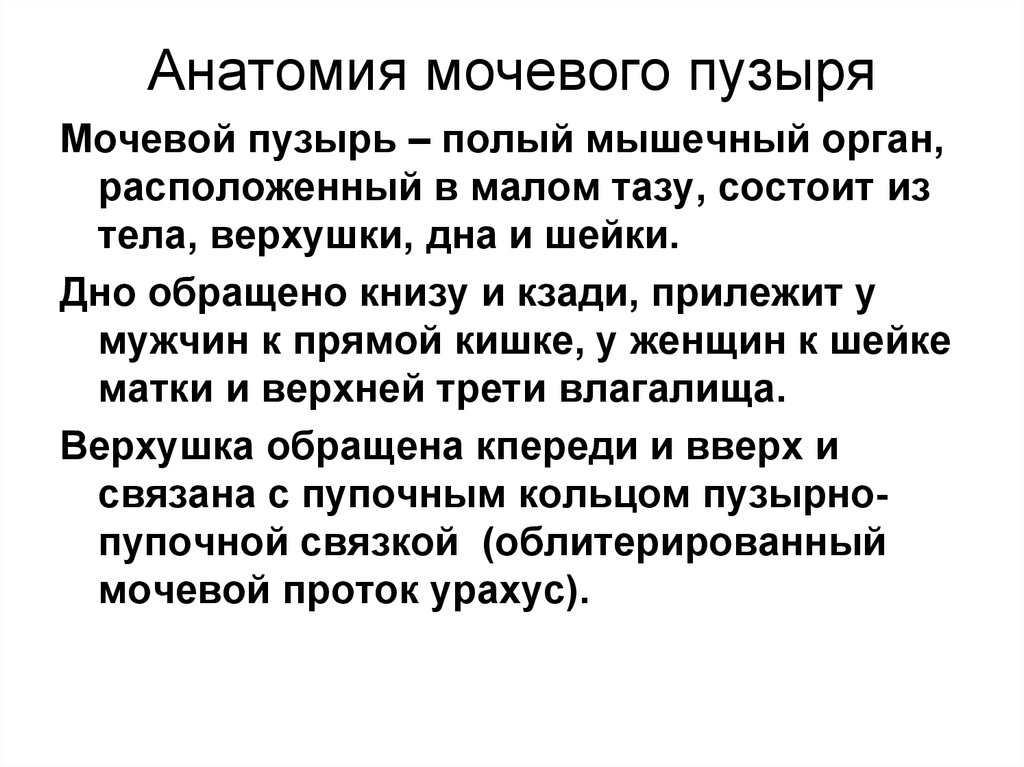 Задняя поверхность мочевого пузыря у мужчин прилежит