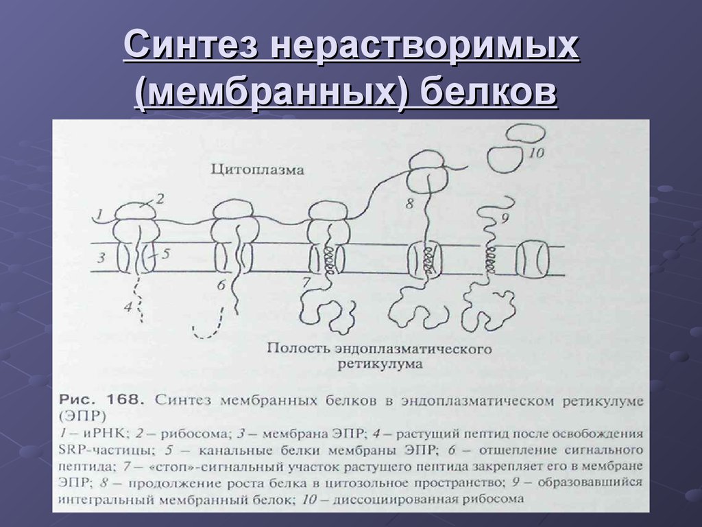 Синтез белков мембран