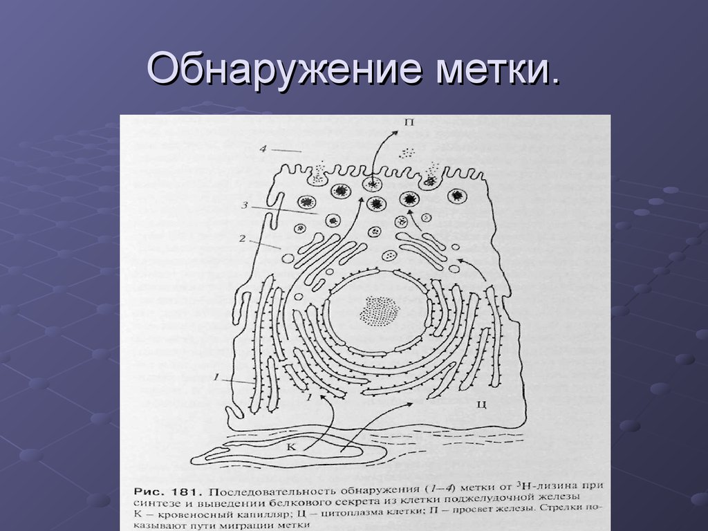 Какой цифрой обозначена на рисунке зона гибели организма