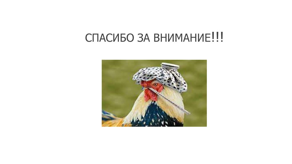 Спасибо побыстрее. Спасибо за внимание для презентации с птицами. Спасибо за внимание для презентации с птичками. Спасибо за внимание с птичкой для презентации по литературе.