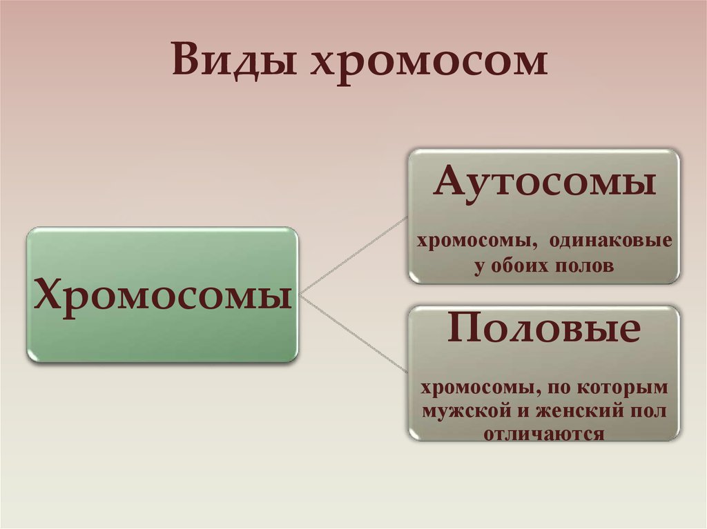 Отличия хромосом. Виды хромосом. Аутосомы и половые хромосомы. Типы хромосом аутосомы. Что такое половые хромосомы в биологии определение.