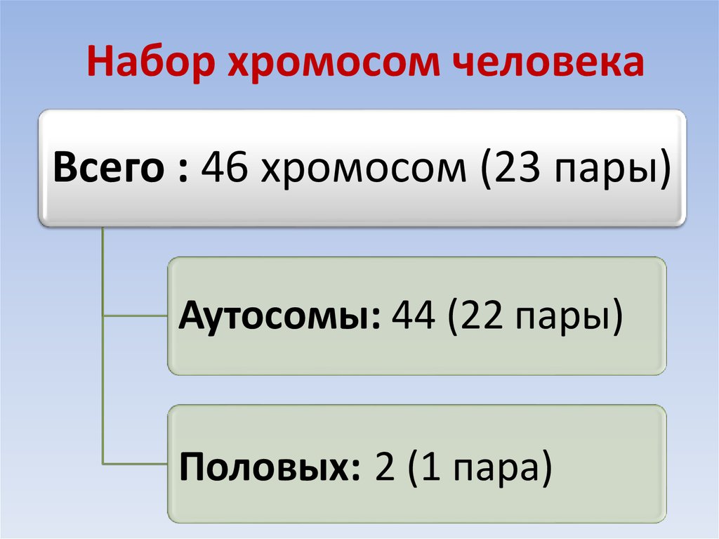 Хромосомное определение пола презентация 10 класс