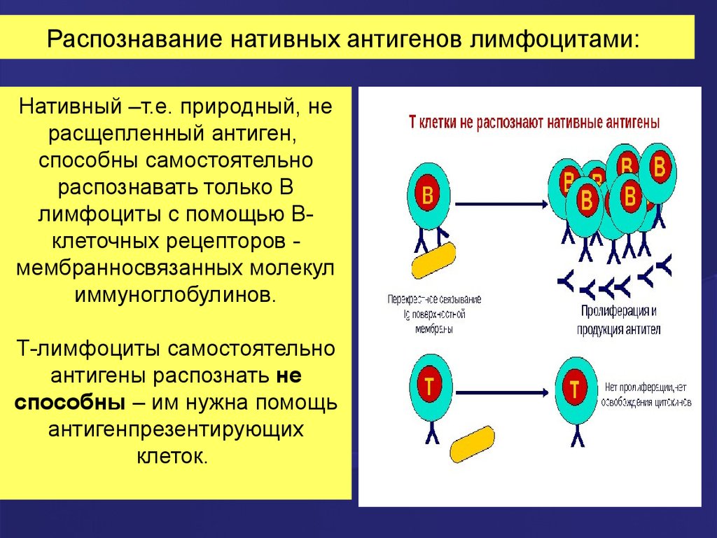 Распознавание антигена. Распознавание антигена т-лимфоцитами в комплексе гистосовместимости. Как т лимфоциты распознают антиген. B-лимфоциты распознают антиген. Распознавание антигена лимфоцитами.