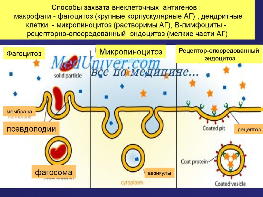 Антигены макрофагов. Дендритные клетки главный комплекс гистосовместимости. Главный комплекс гистосовместимости фагоцитоз. Рецепторно-опосредованный эндоцитоз. Способы захвата внеклеточных антигенов.