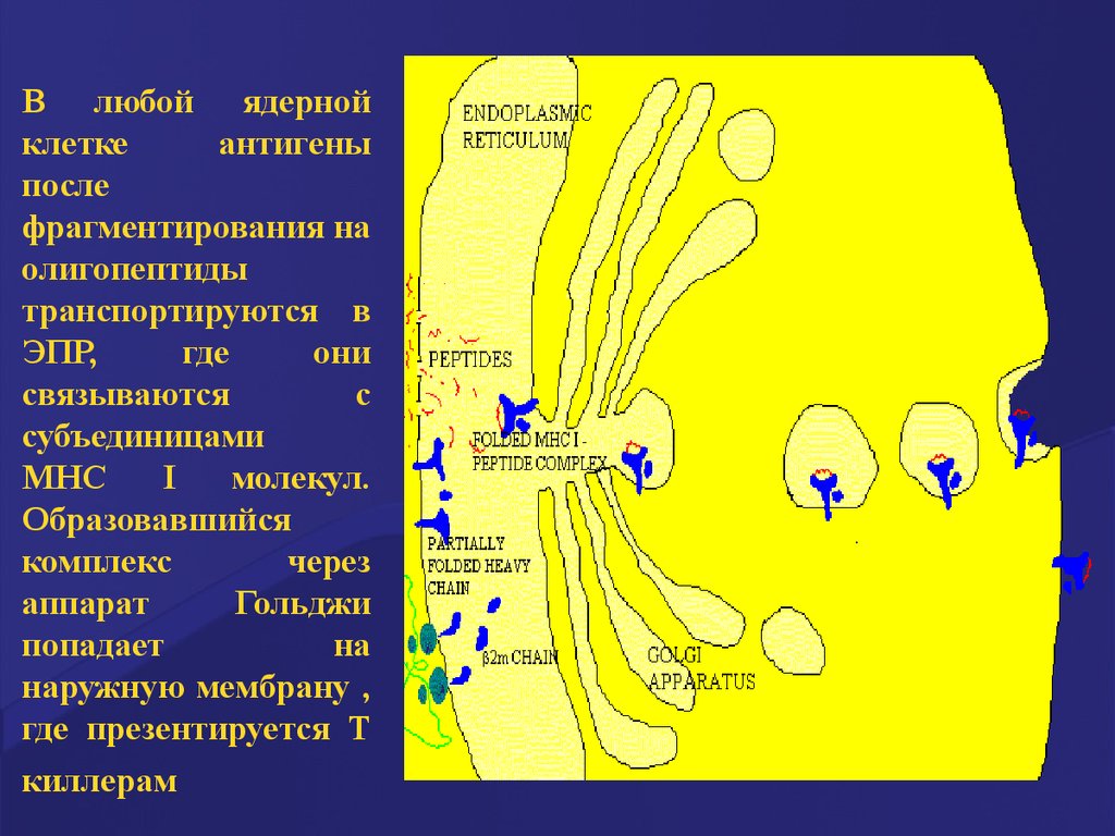 Комплекс через. Комплекс Уэланда формируется в.