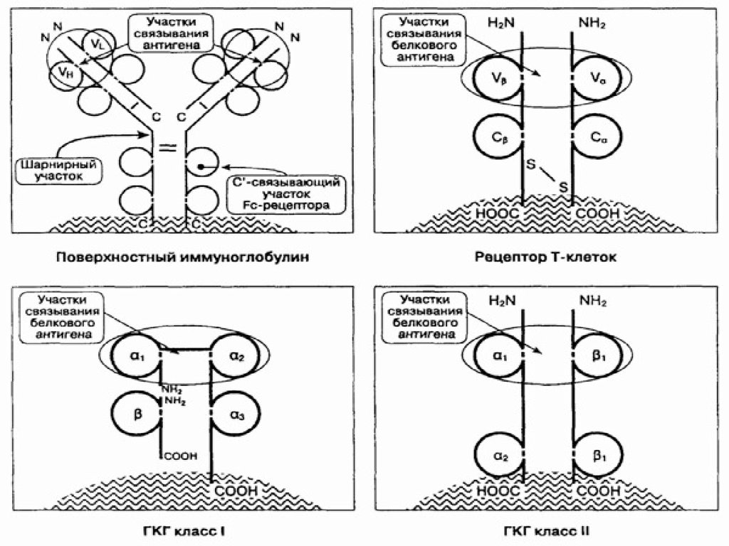 Схема строения молекулы мнс