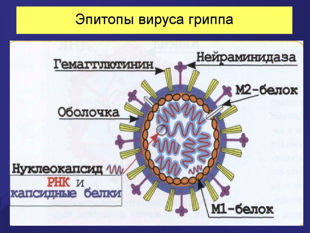 Состав гриппа