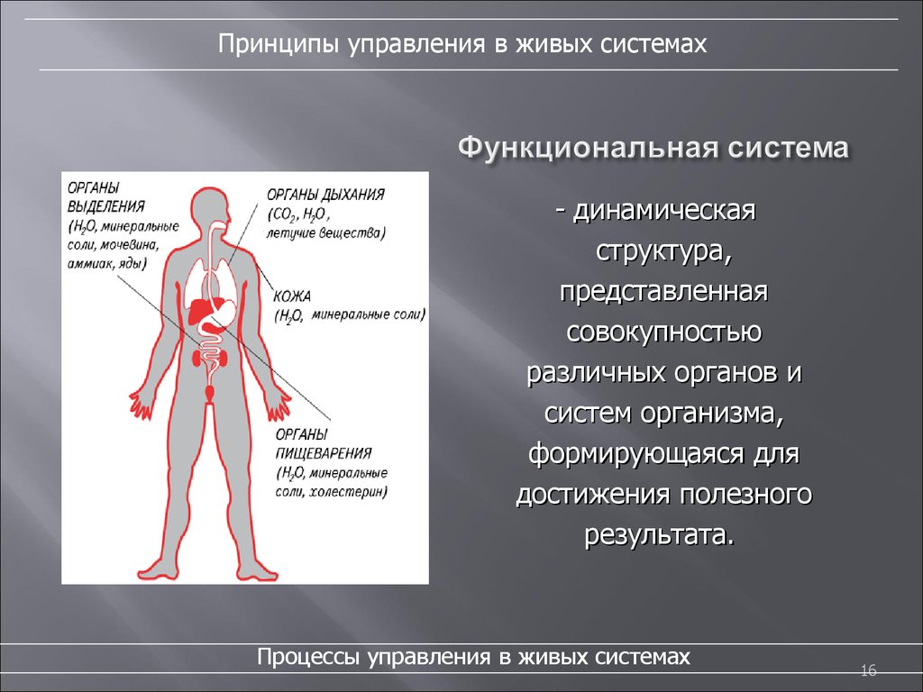 Тело управляет человеком