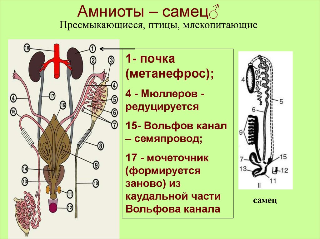 Каналы птицы