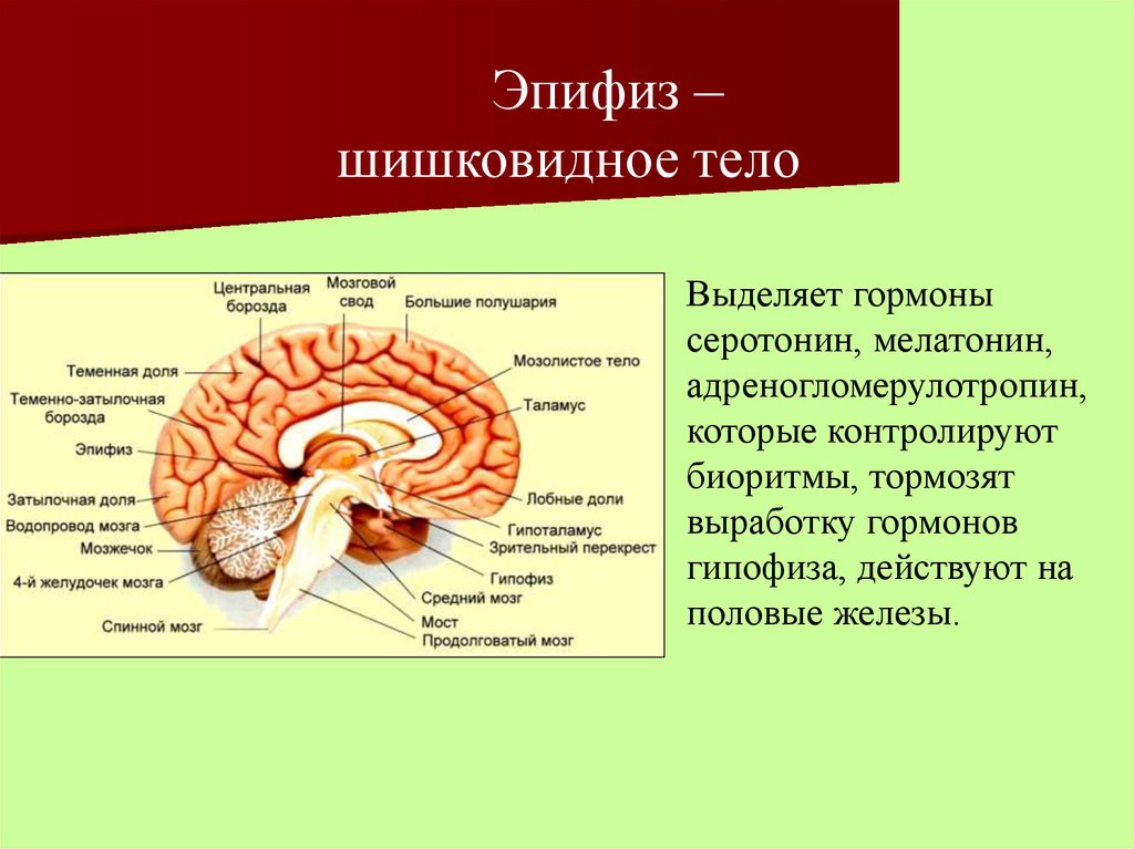 Эпифиз гипофиз надпочечники. Отделы головного мозга эпифиз.