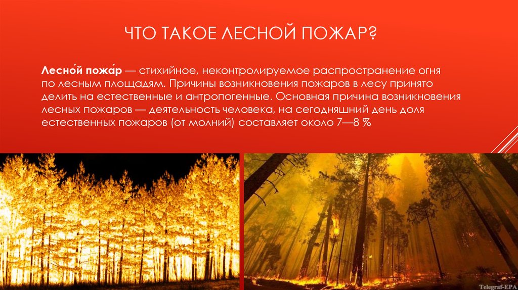 Пожар в лесу какой фактор