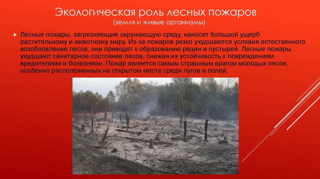 Лесная влияние на окружающую среду. Экологическая роль пожаров. Последствия лесных пожаров. Экологические Лесные пожары. Экологические последствия лесных пожаров.