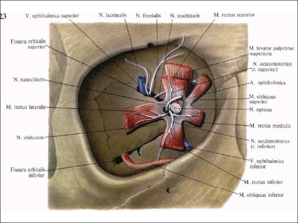 Верхняя глазничная щель. Иннервация наружных мышц глазного яблока. Фасции глазницы анатомия. Глазодвигательный нерв верхняя глазничная щель. Нижняя глазничная щель содержимое.