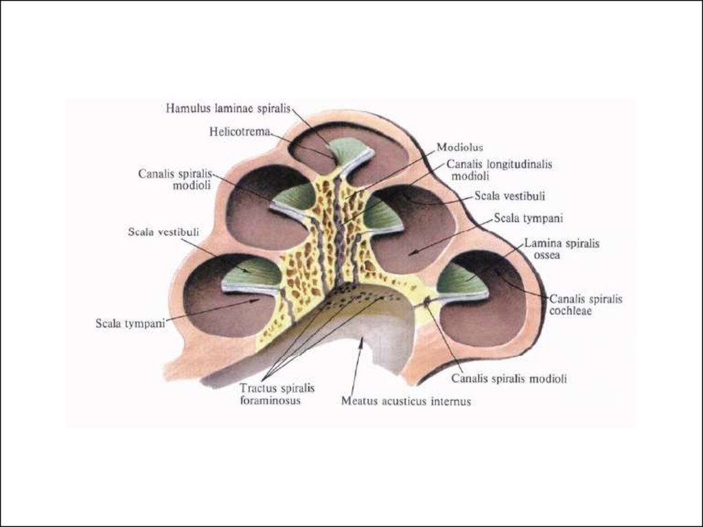 3 отдела улитки. Строение костной улитки анатомия. Строение улитки уха человека. Внутреннее ухо анатомия строение улитка костная. Строение улитки внутреннего уха человека.