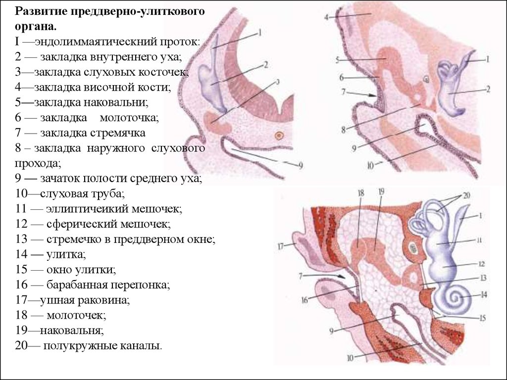 Внутреннее слуховое отверстие. Стенки наружного слухового прохода схема. Наружный слуховой проход на черепе. Передняя стенка слухового прохода. Развитие преддверно-улиткового органа.