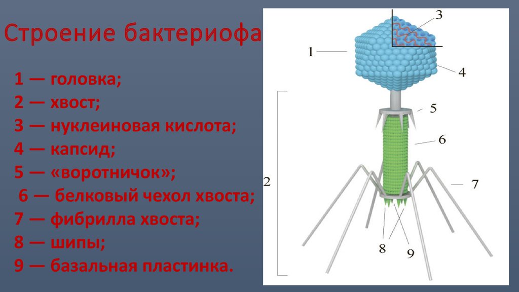 Бактериофагия. Бактериофаг строение капсид. Строение вируса строение бактериофага. Схема строения вируса и бактериофага. Бактериофаг т2 строение.
