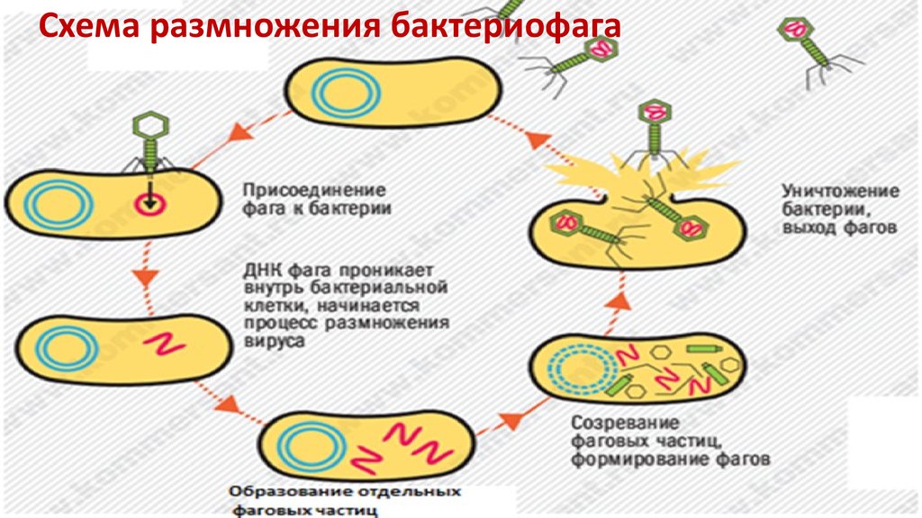 Жизненный цикл бактериофага схема