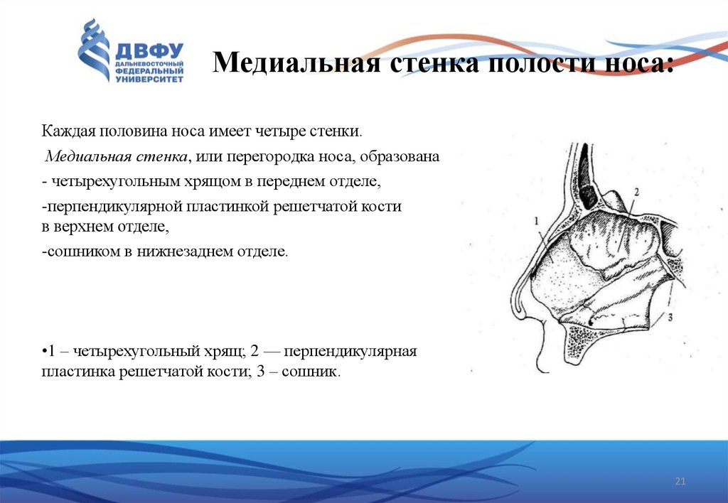 Полость носа стенки. Медиальная стенка носовой полости. Медиальная стенка носовой полости образована. Перегородка полости носа образована. Медиальная стенка стенка полости носа.